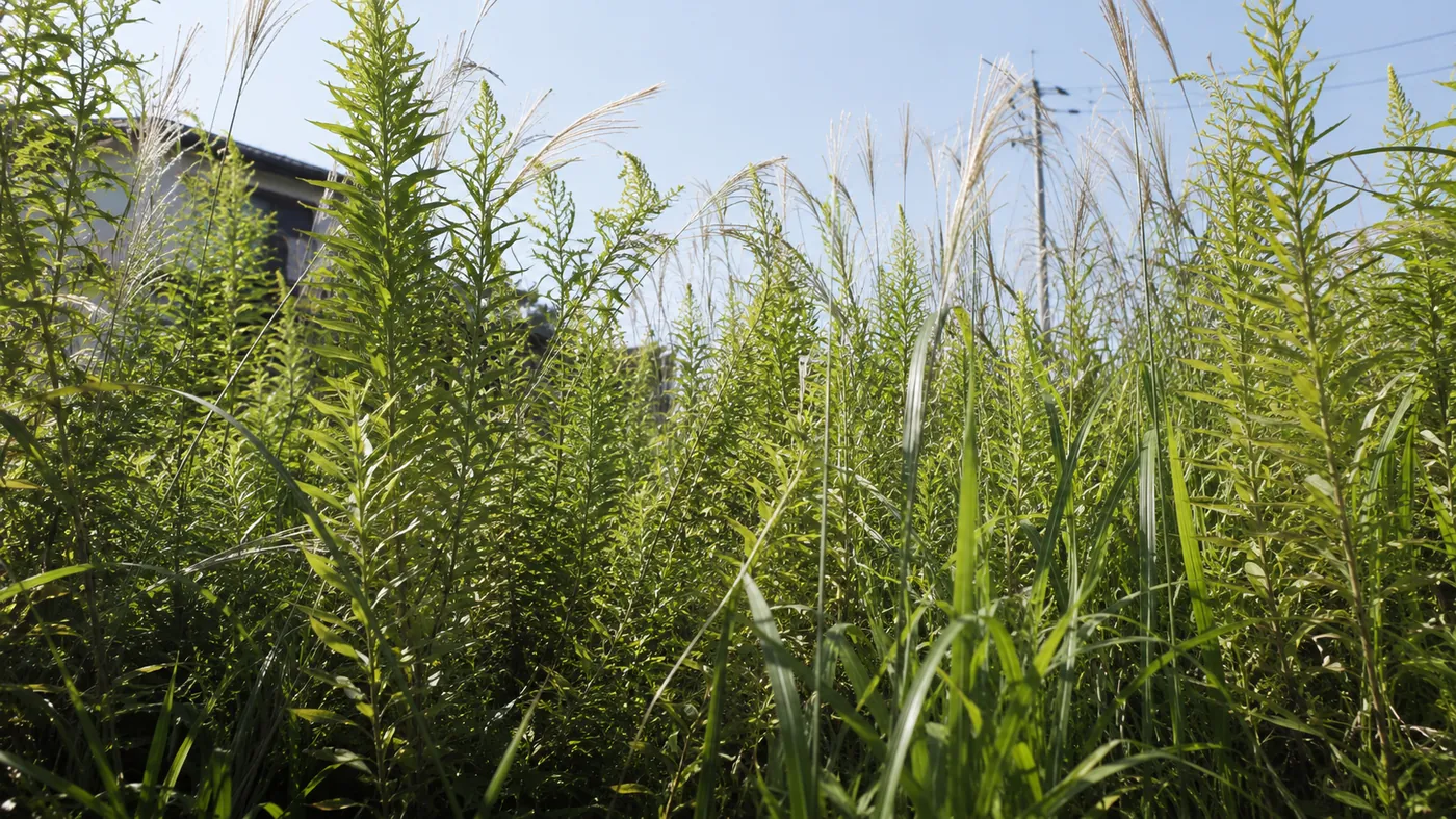 背が高く茎の太い手強い雑草